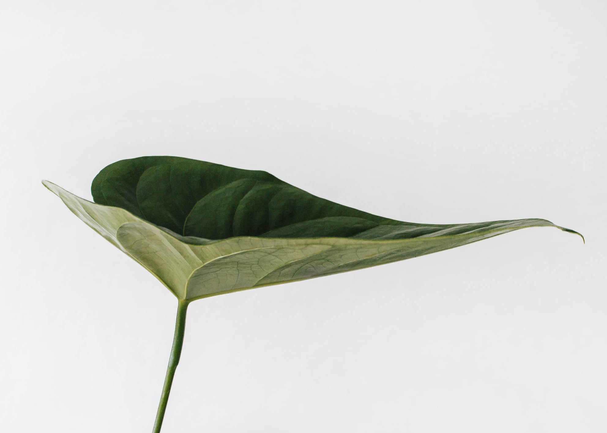 Elegant green leaf representing growth and healing through counselling and psychotherapy